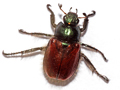 Phyllopertha horticola